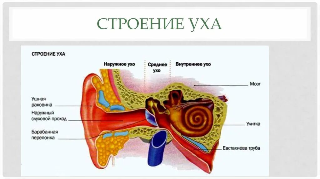 Среднее и внутреннее ухо строение. Строение уха. Внутреннее ухо строение. Наружное среднее и внутреннее ухо строение.