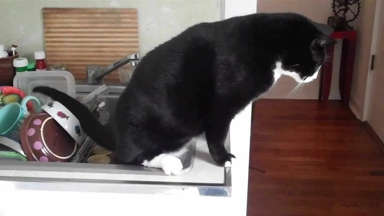 Как отучить кошку какать