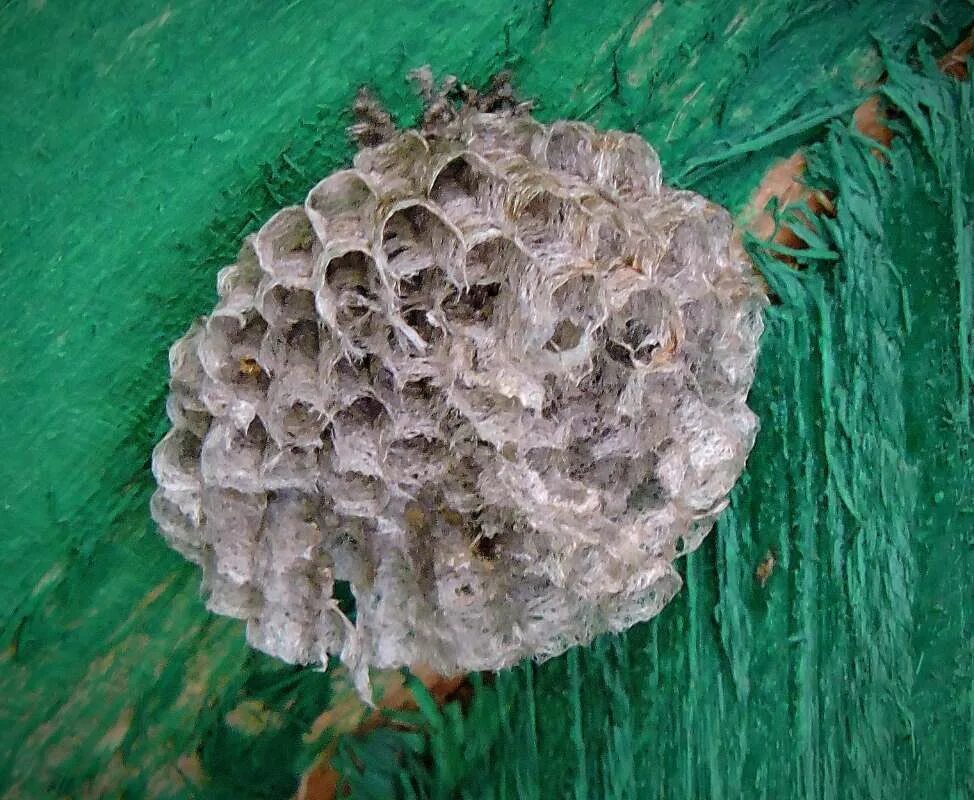 М762 осиное гнездо. Осиное гнездо содержание. Гребенников осиное гнездо. Грибы похожие на осиное гнездо. Осинное гнездо или осиное гнездо.