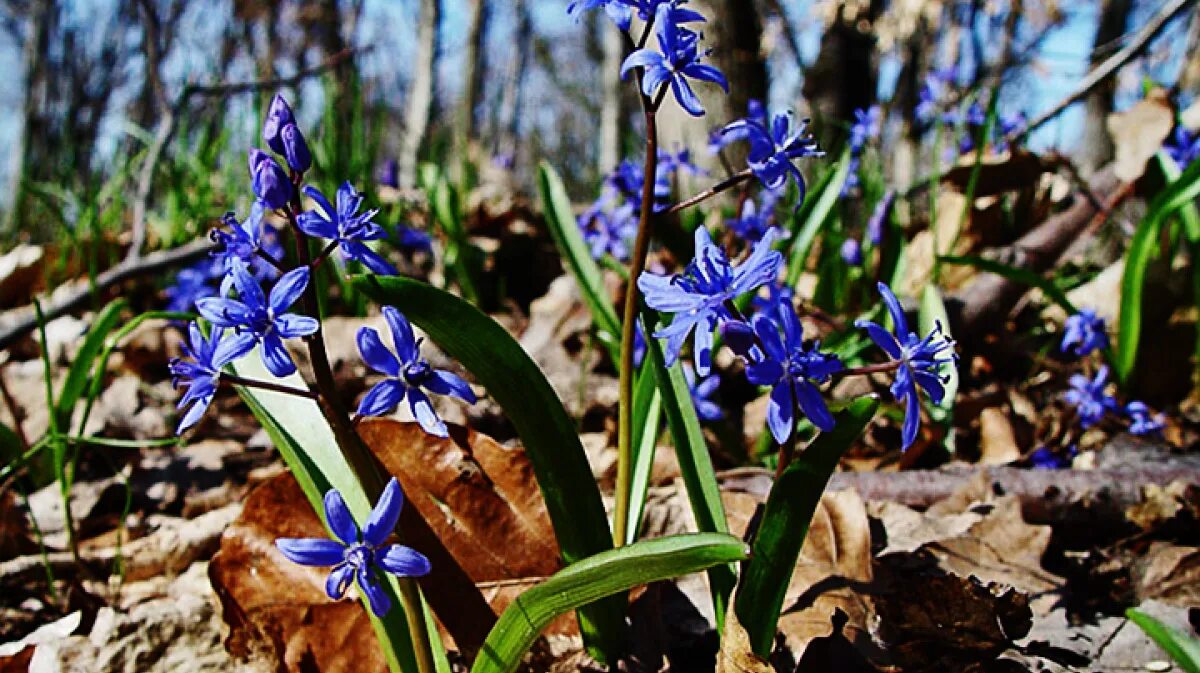 Первые цветы весной название. Bifolia Сцилла. Пролеска. Пролеска Сцилла. Пролеска Лесная.