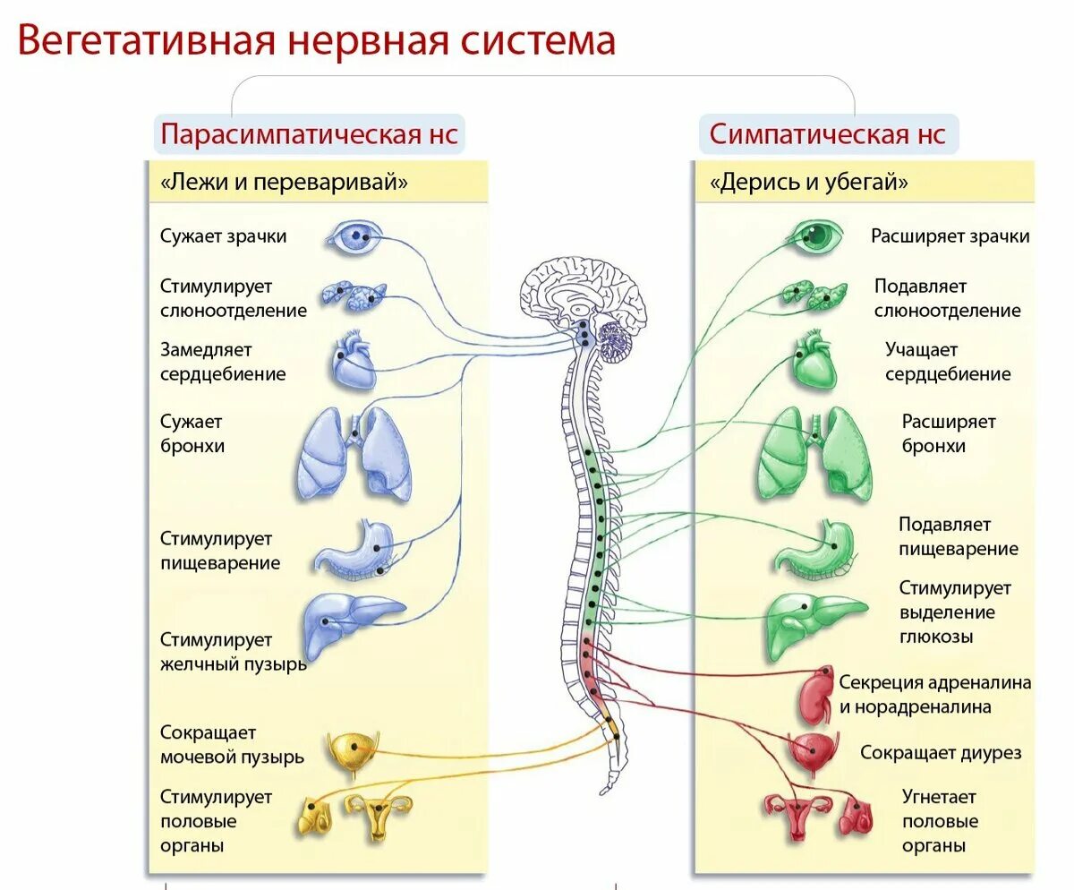 Вегетативные нужны для