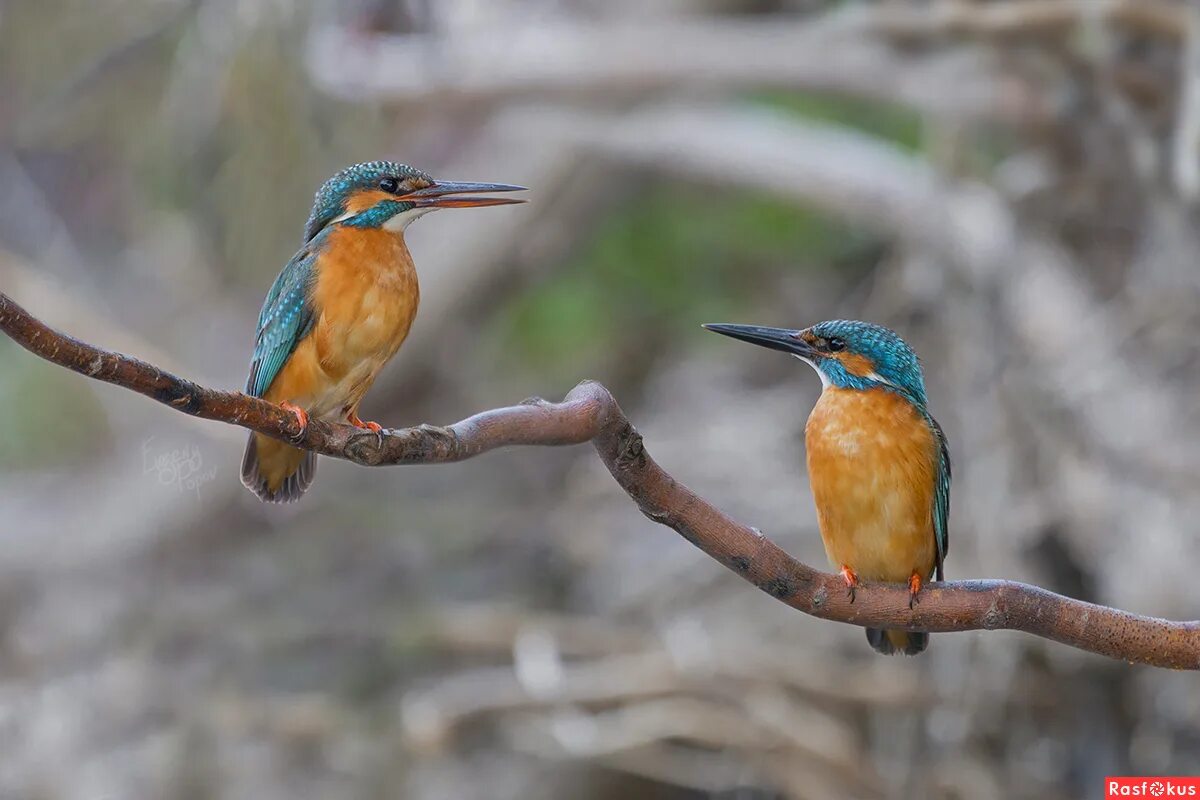 птичка золотистая щурка. мелкие птицы южного урала. золотистая щурка. речной зимородок. золотистая щурка ареал.