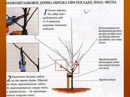 Расстояние между грушами при посадке