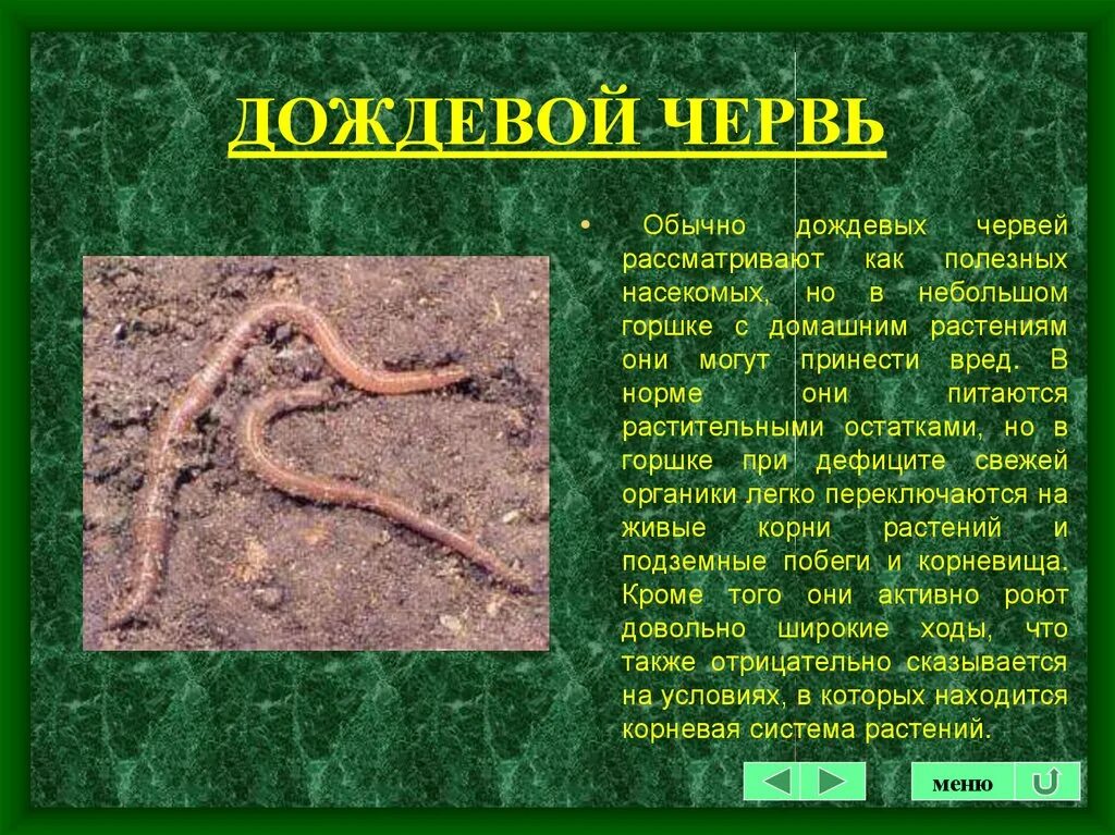 Дождевые черви 5 класс. Дождевой червь среда обитания почвенная. Доклад про дождевых червей. Дождевые черви 5 класс. Дождевые черви черты приспособленности к среде.