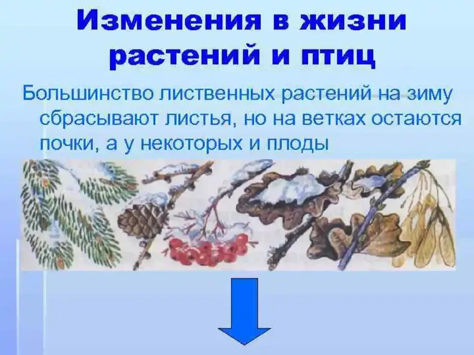 Изменения в природе зимой 5 класс биология. Изменения в жизни растений зимой. Изменияч растений зимой. Растения зимой презентация. Изменения происходящие в жизни растений зимой.