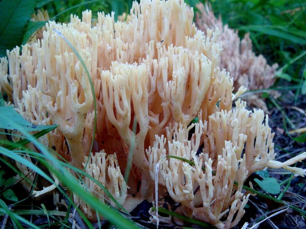 Рогатик Оленьи рожки. Ежовик, Оленьи рожки.. Оленьи рожки Ramaria Flava. Рамария желтая. Рогов грибы