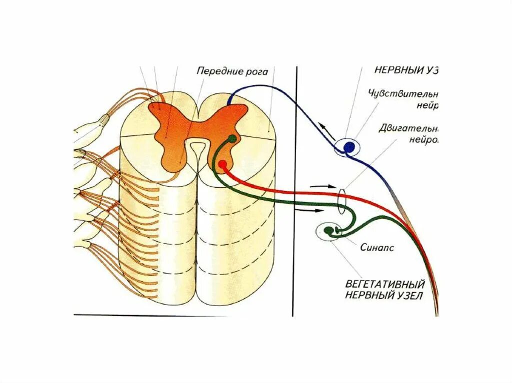 Строение нервного узла. Нервные узлы ганглии. Вегетативные нервные узлы. Чувствительные и вегетативные нервные узлы. Нервные узлы анатомия.