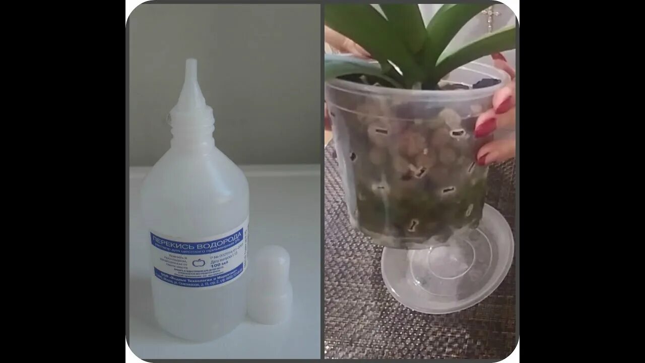 Орхидея вся обросла корнями. Полив орхидеи перекисью водорода. Перекись для орхидей для корневой. Перекись для цветов комнатных. Перекись водорода для комнатных цветов.