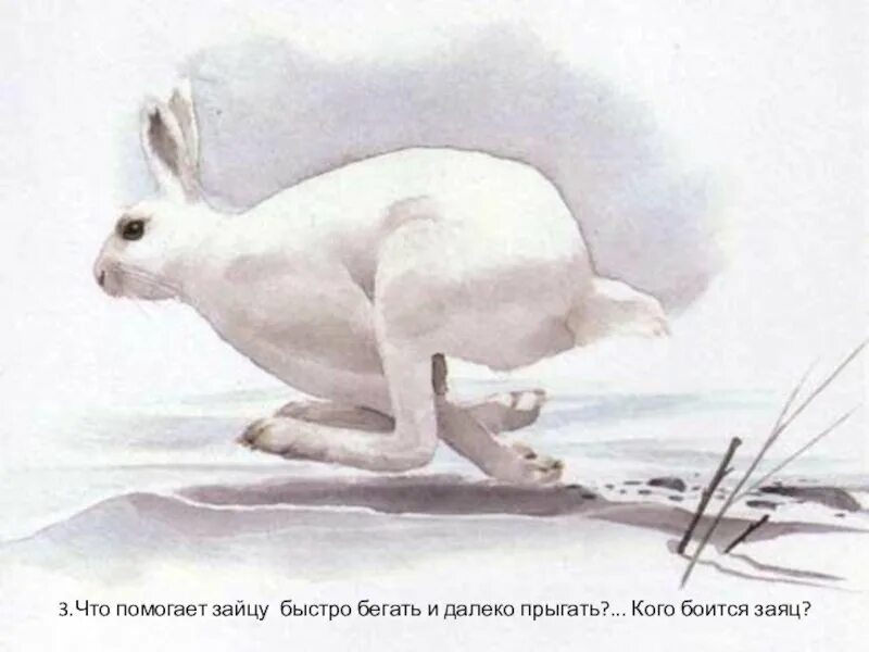 Пробегал заяц. Заяц беляк. заяц беляк картина. заяц - беляк бег. заяц беляк бегает.