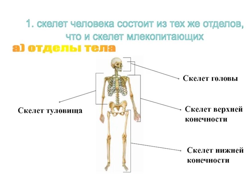 Скелет человека скелет головы скелет туловища. Скелет человека состоит. из чего состоит скелет человека. скелет человека осевой скелет. скелет человека состоит bp.