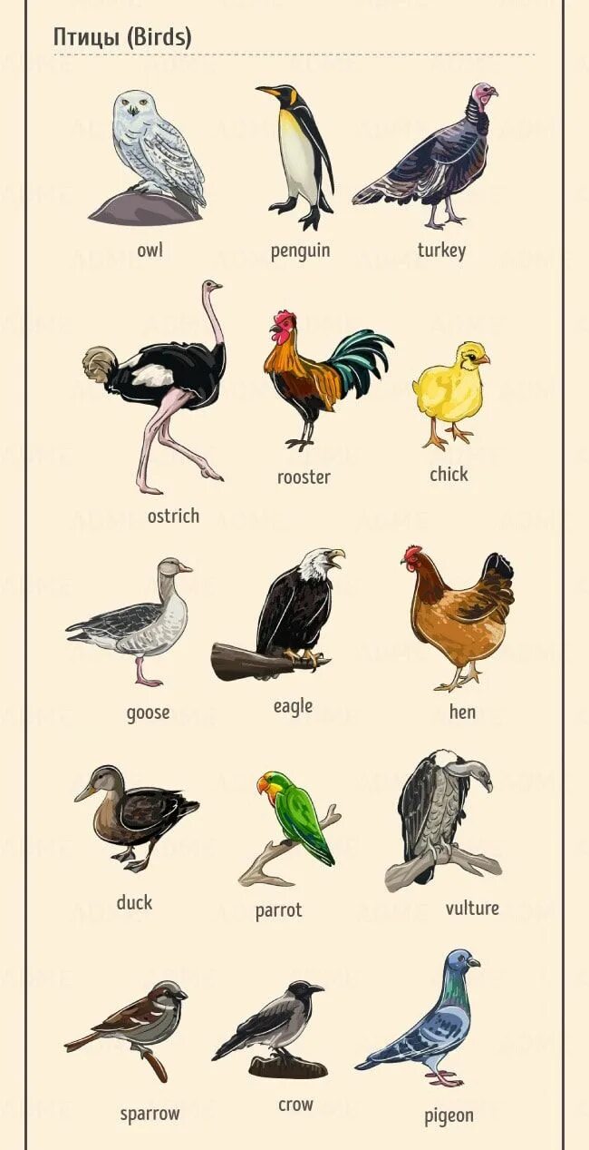 Перевести птиц на английский. Птицы на английском. Названия птиц на англ. Домашние птицы названия. Название домашних птиц.
