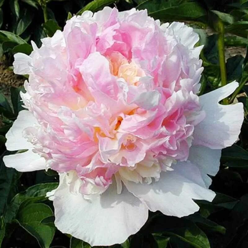 Пион raspberry. Eliza Lundy пион. Пион Распберри Сандей. Пион Raspberry Sundae. Пион Распберри Сандей Paeonia Raspberry Sundae.