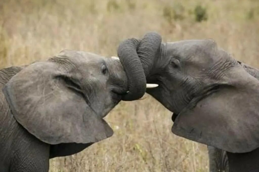 Elephant friends. Слоны. Слоны обнимаются. Слон фото. Слоники обнимаются.