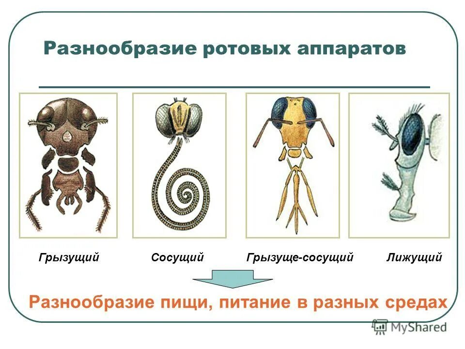 Колюще-сосущий ротовой аппарат клопа строение. Тип членистоногие ротовые аппараты. Аппаратом сосущего типа. Охарактеризуйте типы ротовых аппаратов насекомых. Грызуще-сосущий ротовой аппарат насекомых.