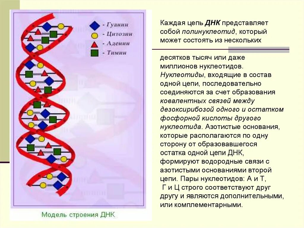 Структура цепи ДНК. Строение Цепочки ДНК. Цепочки ДНК названия. Модель строения ДНК.