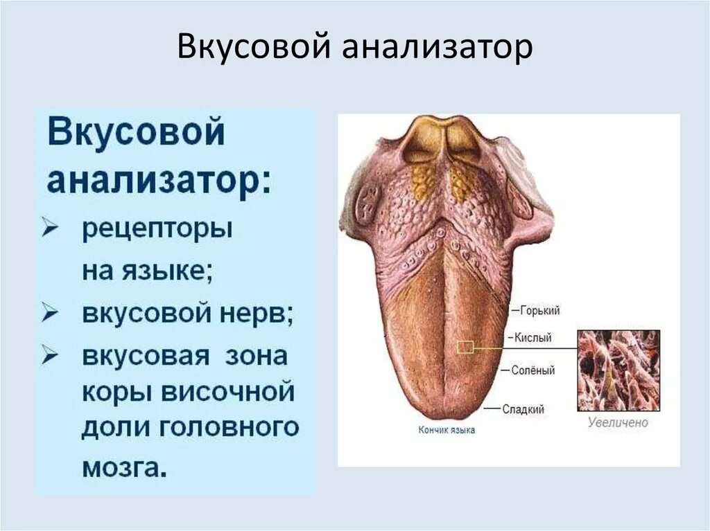 Вкусовой анализатор рисунок