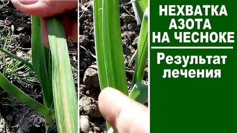 Желтеет чеснок что не хватает