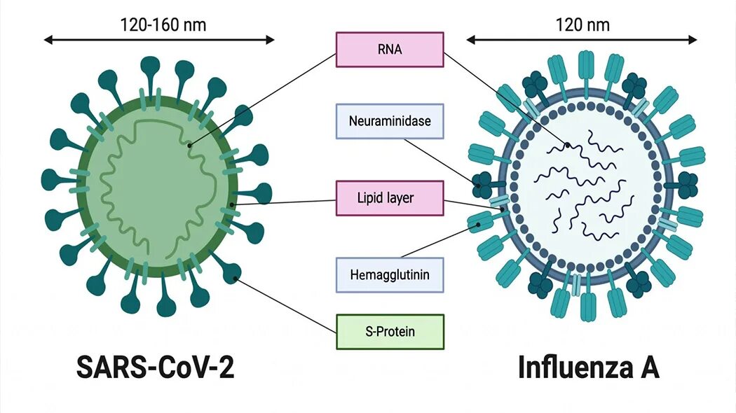 Вирус гриппа и вирус коронавируса. Вирус гриппа и коронавирус сравнение. Строение вируса гриппа. Схематическая структура вируса гриппа. Ковид 2 вирус