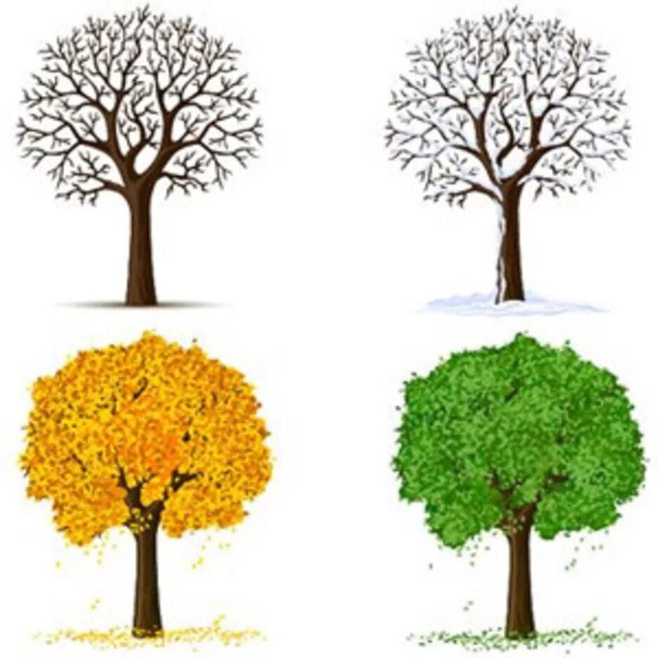 Seasons trees