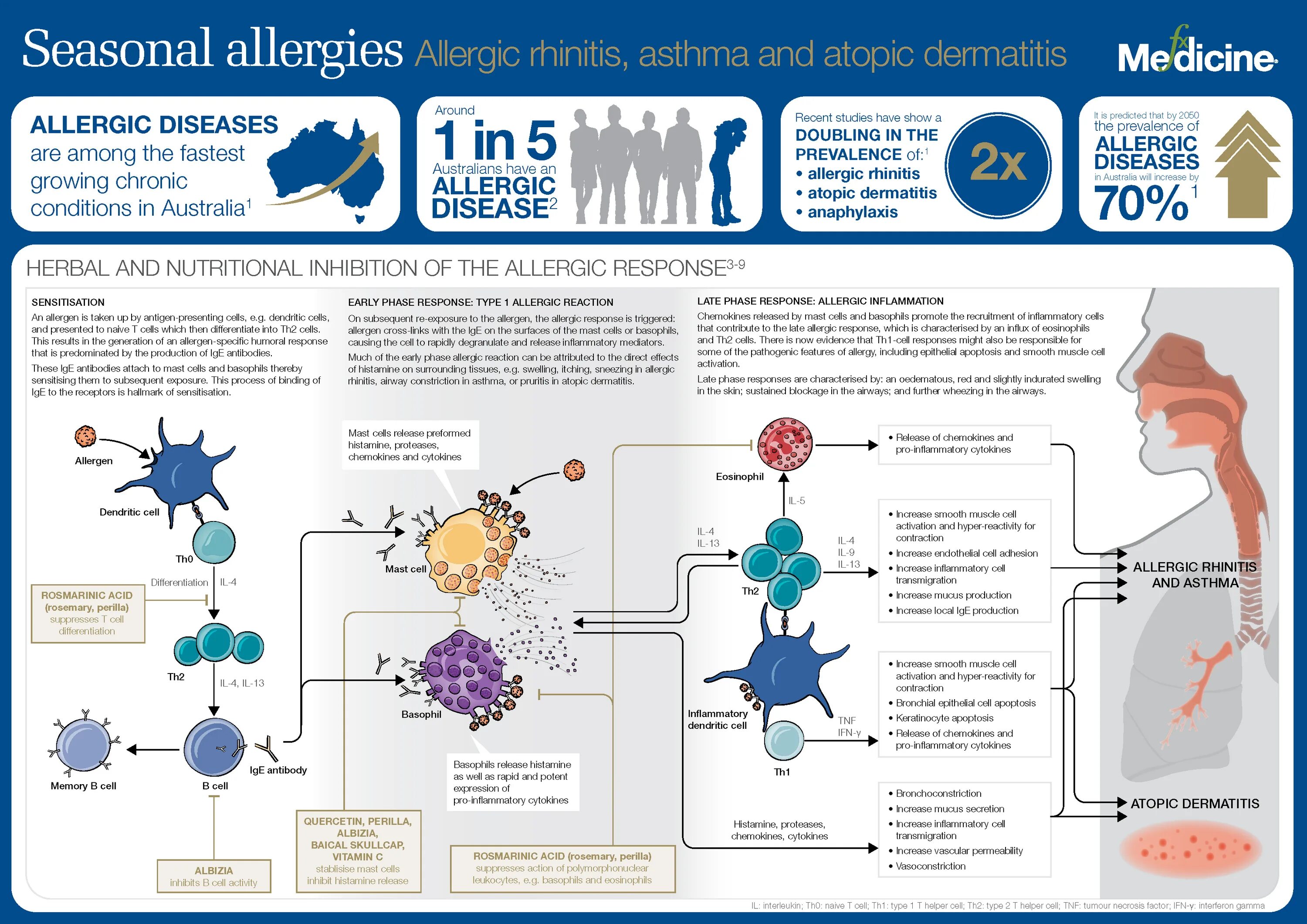 Аллергия инфографика. Pathogenesis of Allergy. Pathogenesis of allergic rhinitis. Allergy diseases.