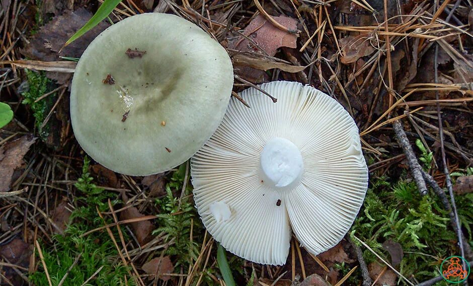 Russula aeruginea. Сыроежка Чешуйчатая зеленая. Сыроежка зеленоватая. Сыроежка зеленоватая (Russula virescens). Пластинчатые сыроежка