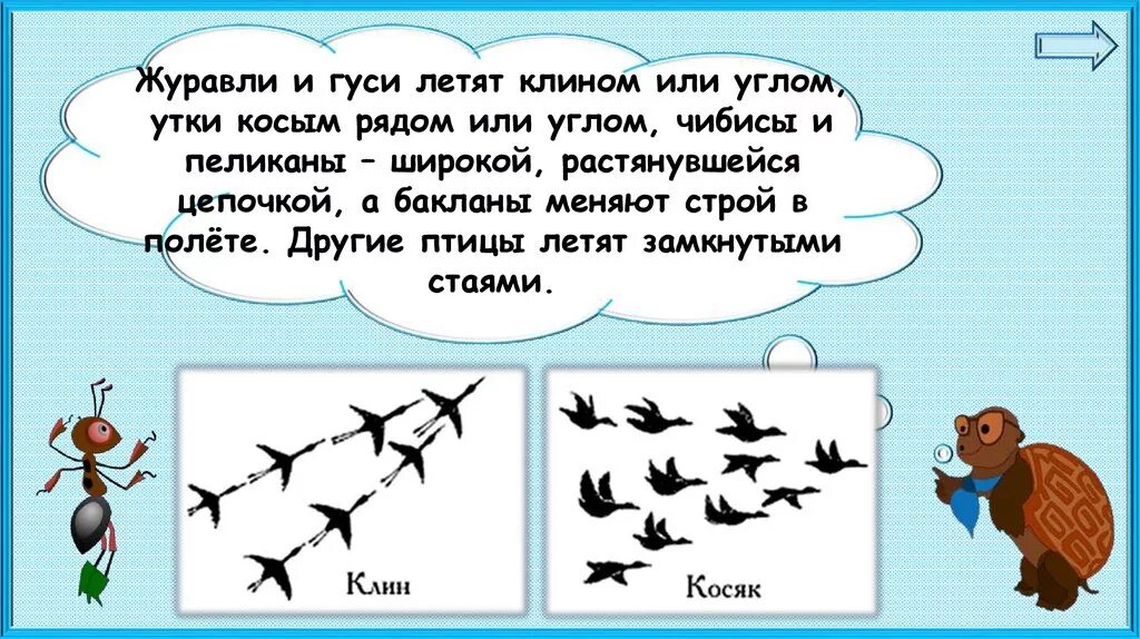 Птицы летят клином. Почему птицы улетают клином. Как летят птицы клином. Почему птицы летают клином.