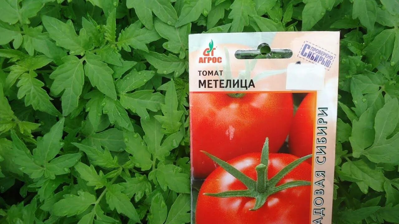 Описание сорта томатов метелица. Метелица сорт помидор. томат метелица сибирский сад. томат забайкальский ранний. помидоры забайкальское чудо.