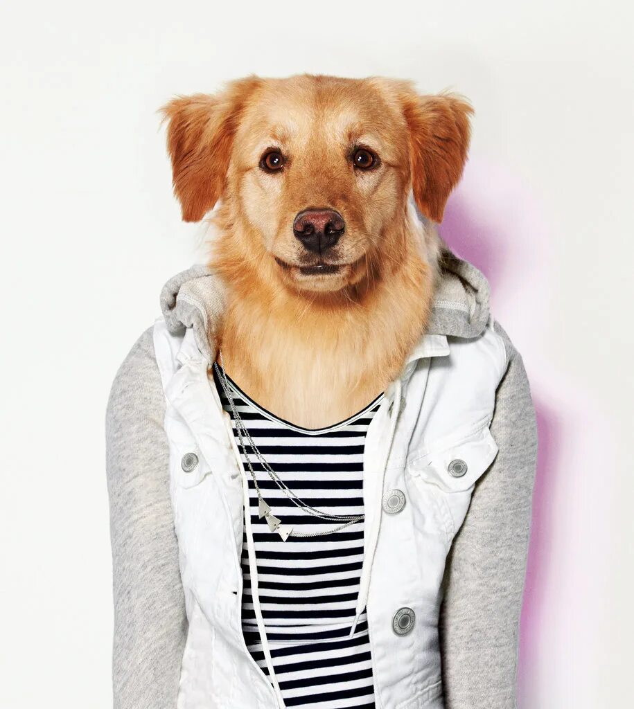 Картинки одежда собак. Одежда для собак мелких пород. Картинки одежда собак. Собачки в одежде. Одежда для собак.