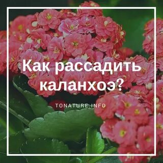 Каланхоэ уход после покупки