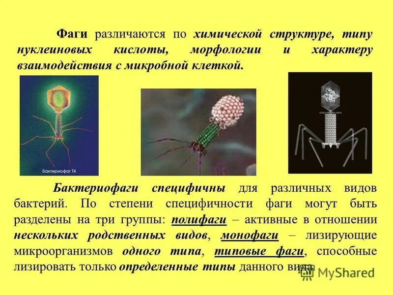 Наследственный аппарат бактериофага. Бактериофаг вирус бактерий строение. Строение бактериофага 5 класс биология. Бактериофаги- Пожиратели бактерий. Бактериофаги 2 типа.