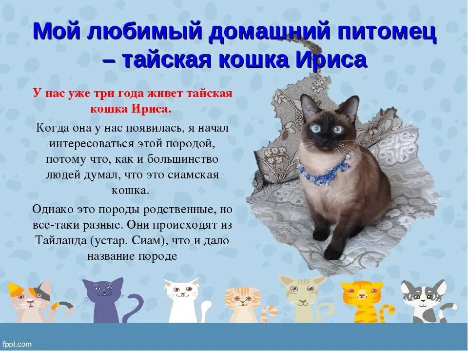 Мой любимый питомец кошккошка. Проект моя любимая кошка. Проект про своего питомца. Проект на тему мой любимый питомец. Описание любимой игрушки кота