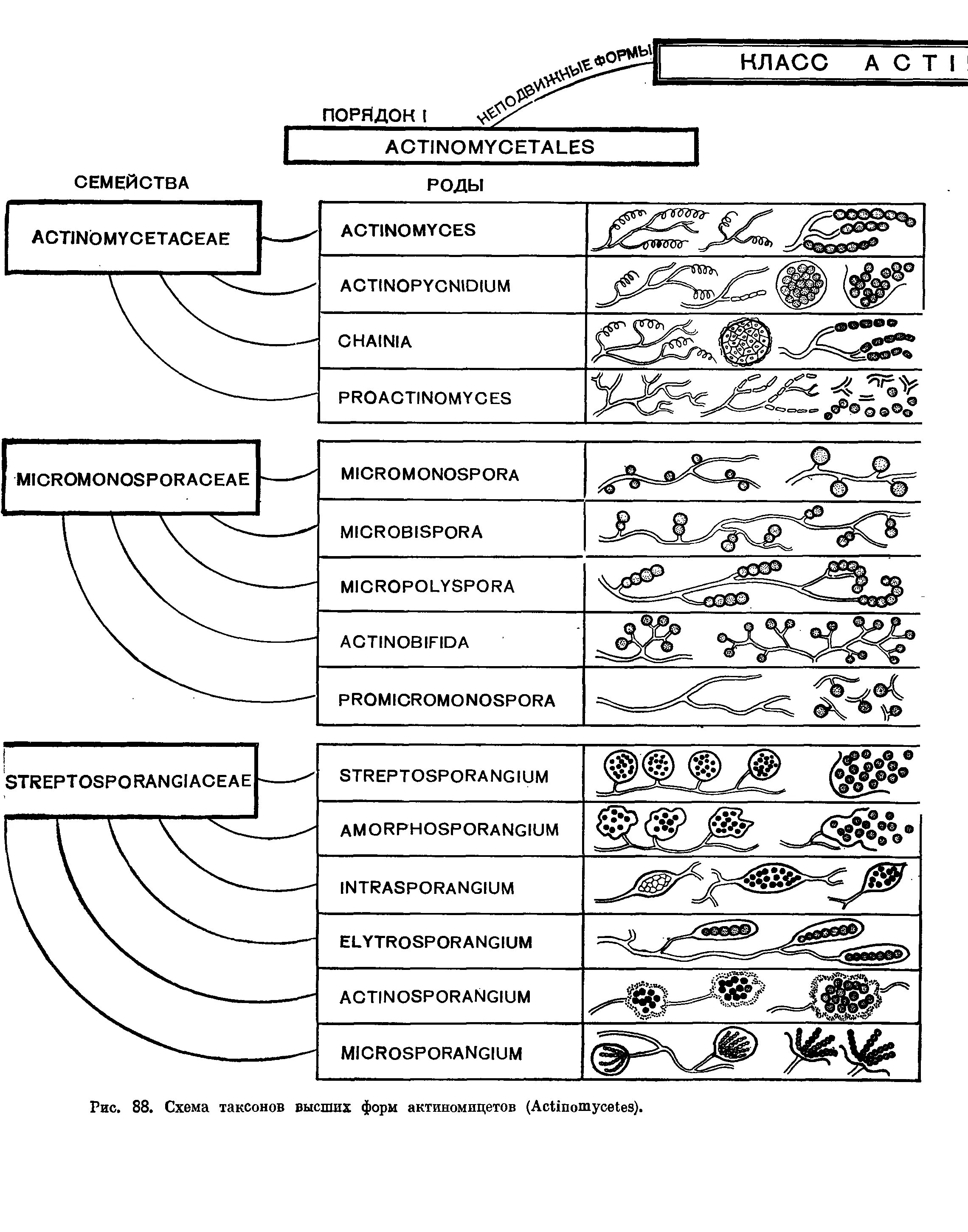 Биологическая систематика схема. Актиномицеты классификация микробиология. Схема классификации животных 5 класс биология таблица. Систематика растений таксоны схема.