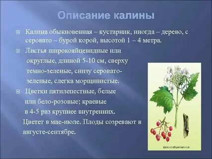 Калина 2 класс окружающий мир