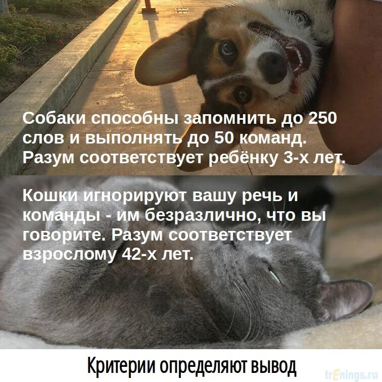 Интересные собаки. Собаки умеют плакать. Собака может выучить до 250 слов. Порода собак которые не умеют лаять. Собаки которые сидят с людьми.
