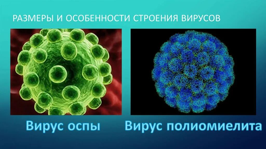 Структура вируса полиомиелита. Полиоимиелитстроение вируса. Особенности строения вирусов. Полиовирусы строение.