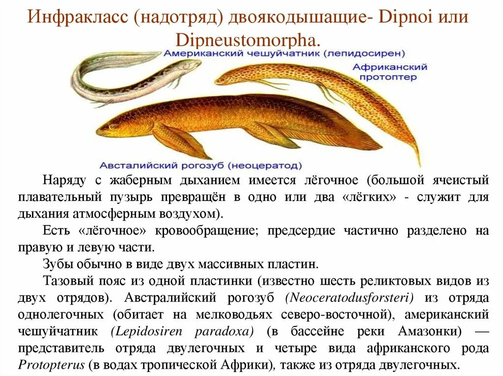 Кистеперые и двоякодышащие рыбы. Надотряд двоякодышащие. Трофейная рыба игра. Рыба геншин. Надотряд двоякодышащие.