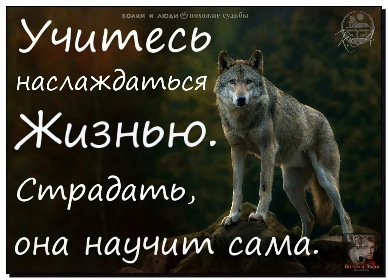 Волчья жизнь