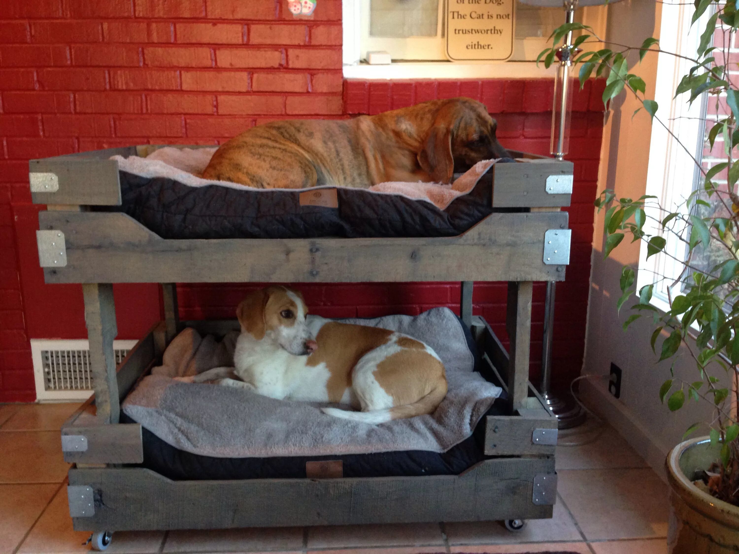 Собачья кровать для человека. Кровать для собаки. Спальное место для собаки. Двухэтажные кроватки для собак. Лежанка для собак.