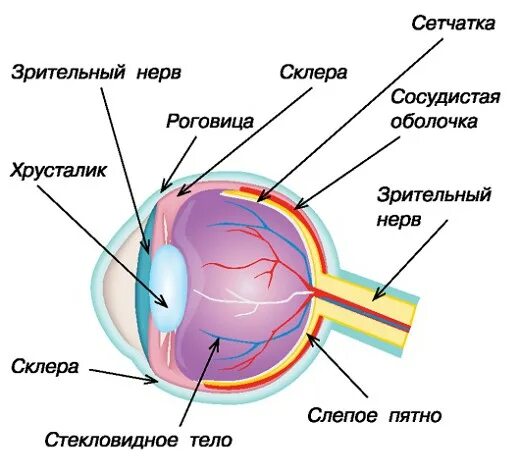 Где в органе зрения находится желтое пятно. Зрительный нерв глаза анатомия. Строение глазного яблока слепое пятно. Строение глаза человека слепое пятно. Строение зрительного нерва глаза.