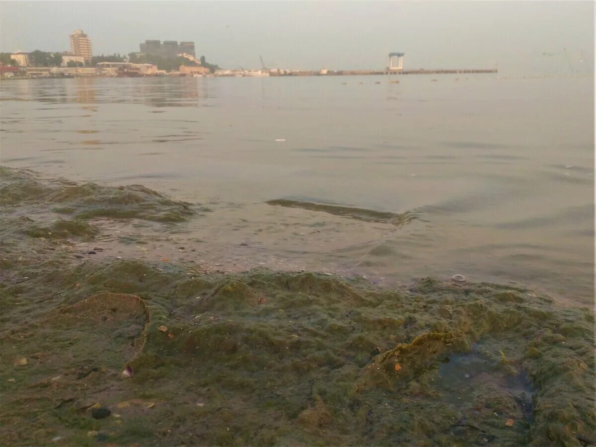 Цветение моря в анапе. Анапа море цветет. цветение водорослей в анапе. цветение моря витязево анапа.
