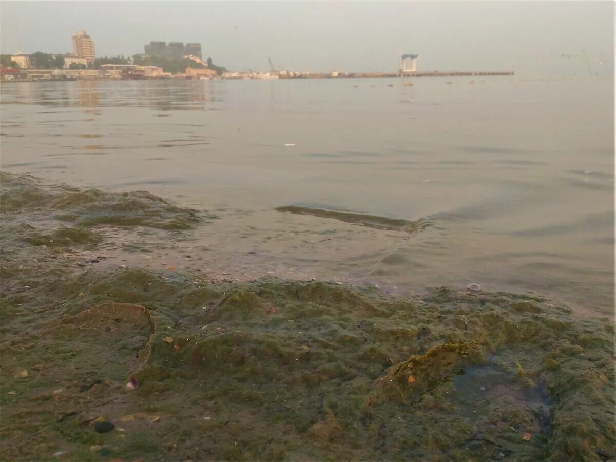 Водоросли в анапе. Анапа море камка. Анапа море цветет. Цветение водорослей в Анапе. Цветет море в Анапе камка.