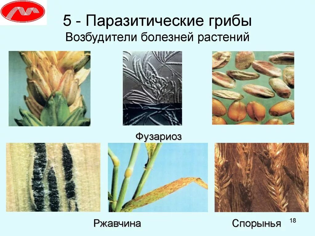 Грибы-паразиты фузариоз. Головня спорынья фитофтора. Паразитические (биотрофные) грибы. Грибы возбудители болезней растений. Грибы вызывают заболевания растений и животных