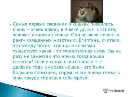 Изложение кошка