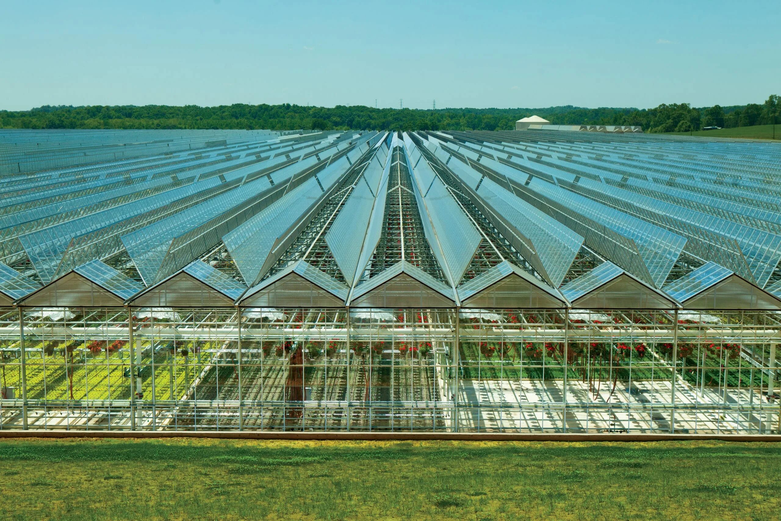 Теплицы Green House Greenhouse теплицы. Голландская теплица Venlo. Теплицы Venlo в Голландии. Промышленные теплицы Venlo.