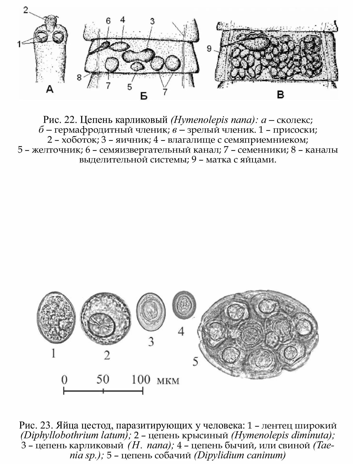 Карликовый цепень строение. Строение карликового цепня hymenolepis nana. строение членика карликового цепня. онкосферы карликового цепня. строение зрелого членика карликового цепня.
