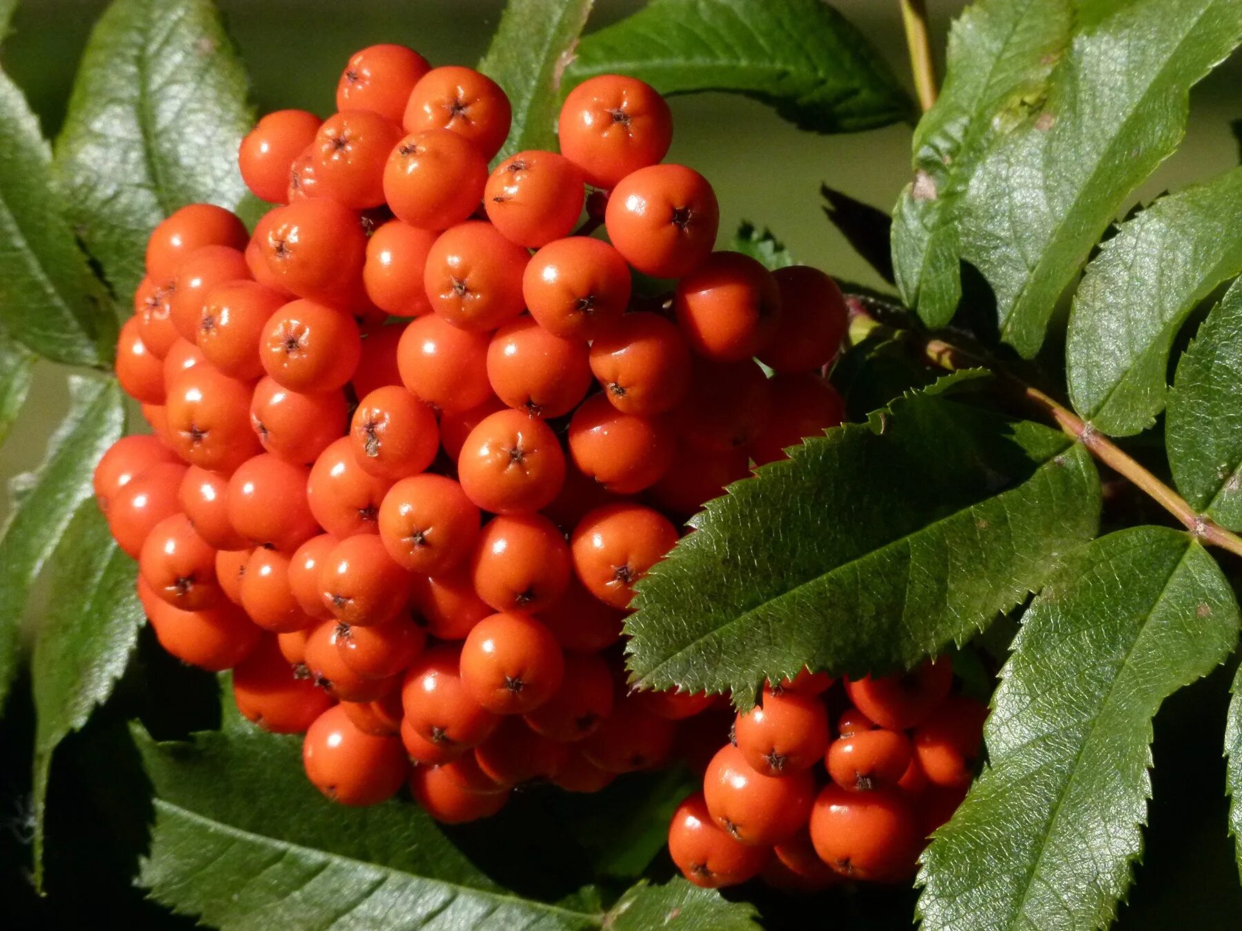 Читать горькие ягодки полностью. Кукша рябинник. Рябина (Sorbus). Арония красная куст ягода. Рябина ольхолистная.