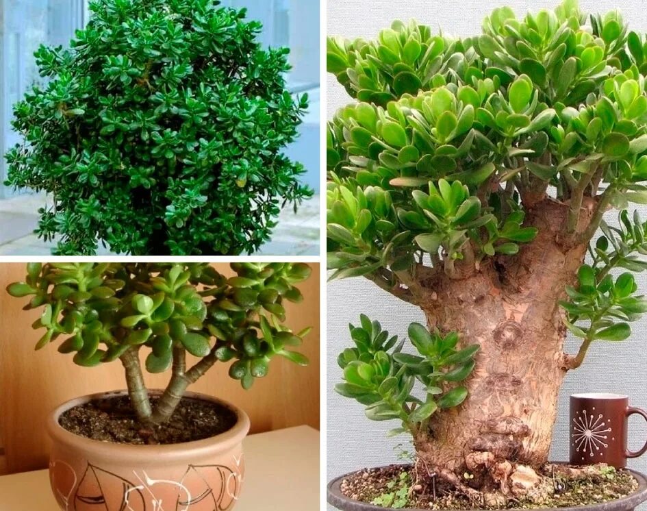 Каланхоэ толстянка. Настоящее живое дерево. Толстянка. Ползучая толстянка цветение. Молочай денежное дерево.