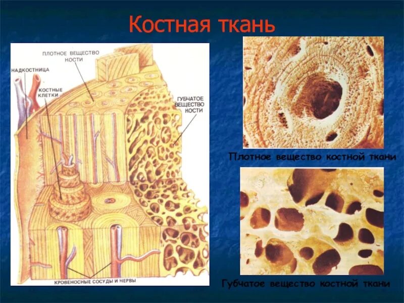 Кость образующую губчатое вещество. Губчатая костная ткань под микроскопом. Губчатая костная ткань гистология. Пластинчатая губчатая костная ткань. Пластинчатая трабекулярная костная ткань.