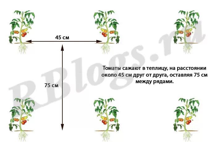 Какое расстояние между рядами помидор. Посадка помидор схема посадки. Схема посадки томатов в теплице. Схема посадки высокорослых томатов. Схема посадки томатов в теплице 3х8.