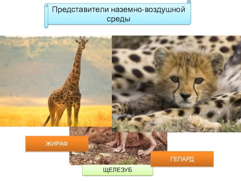 Сообщение о наземно воздушном животном 5 класс. Среда обитания млекопитающих. млекопитающие наземно воздушной среды. наземно-воздушная представители. представители наземно-воздушной среды.